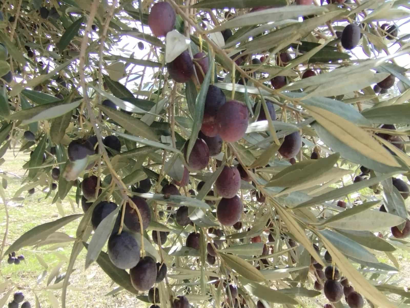 2 soveværelse Finca/Landehus til salg i Lledo - € 480.000 (Ref: 9379253)