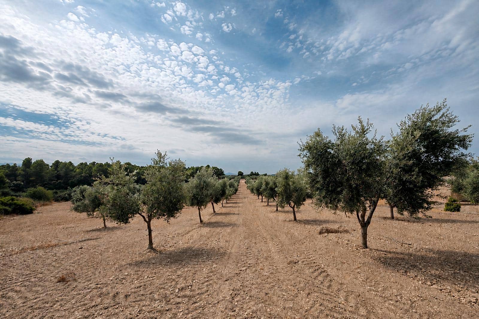 2 soveværelse Finca/Landehus til salg i Lledo - € 380.000 (Ref: 9379253)