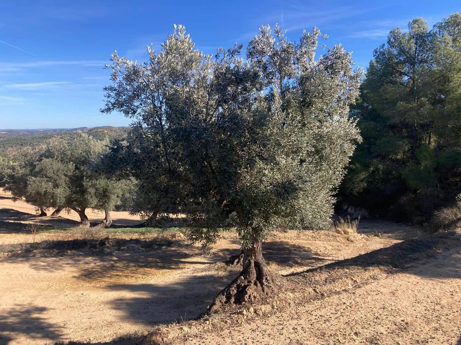 1 chambre Finca/Maison de Campagne à vendre à Calaceite - 17 000 € (Ref: 9450437)