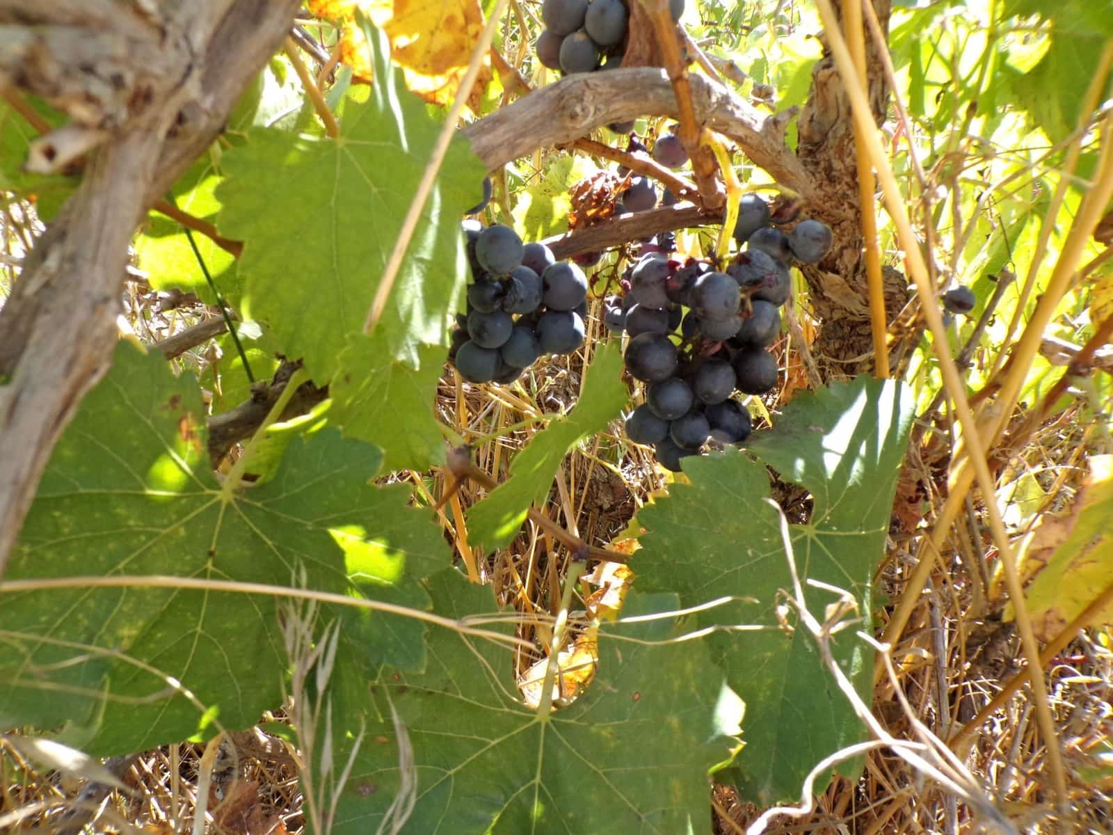 Finca/Herregård til salgs i Calaceite - € 8 000 (Ref: 9450438)