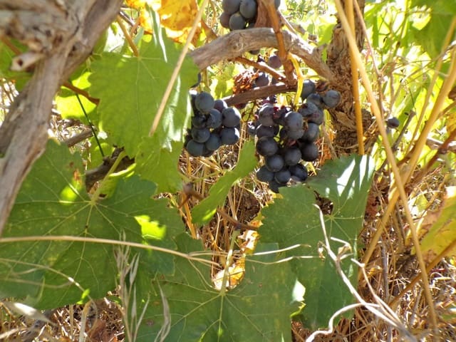 Finca/Hus på landet till salu i Calaceite - 8 000 € (Ref: 9450438)