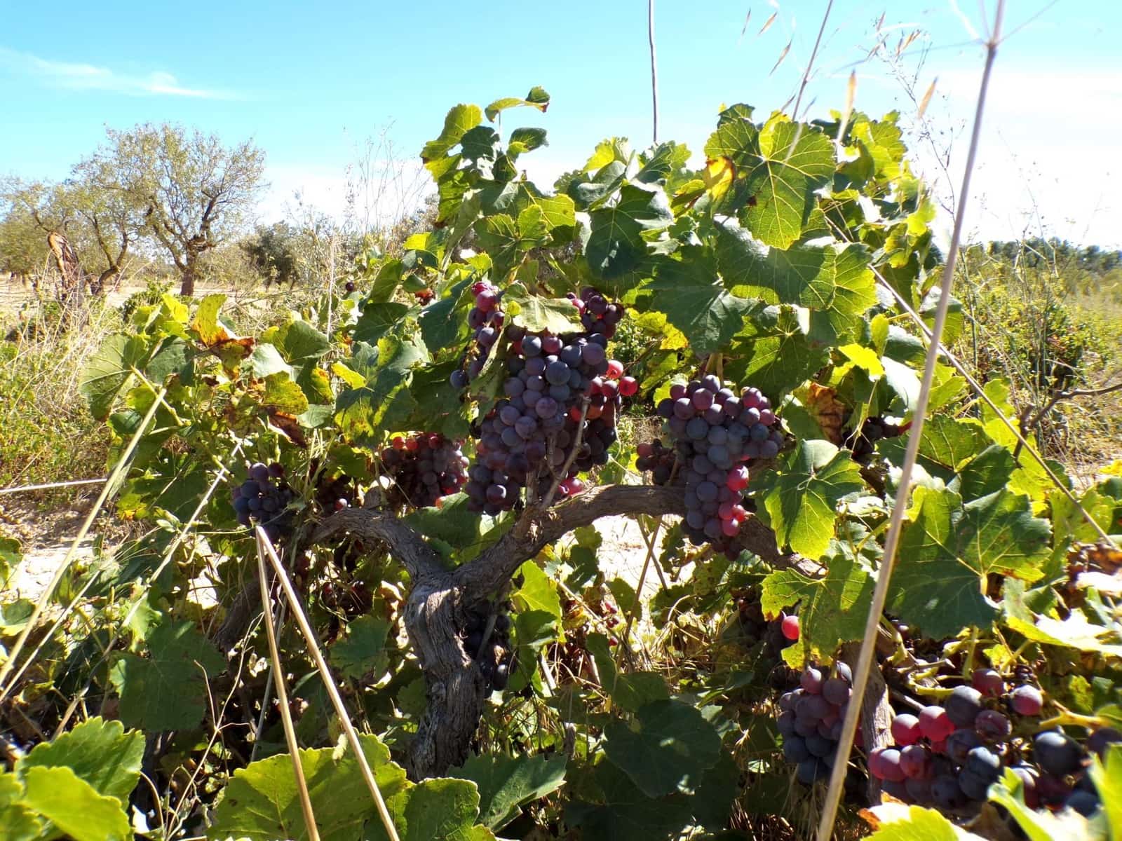 Finca/Herregård til salgs i Calaceite - € 8 000 (Ref: 9450438)