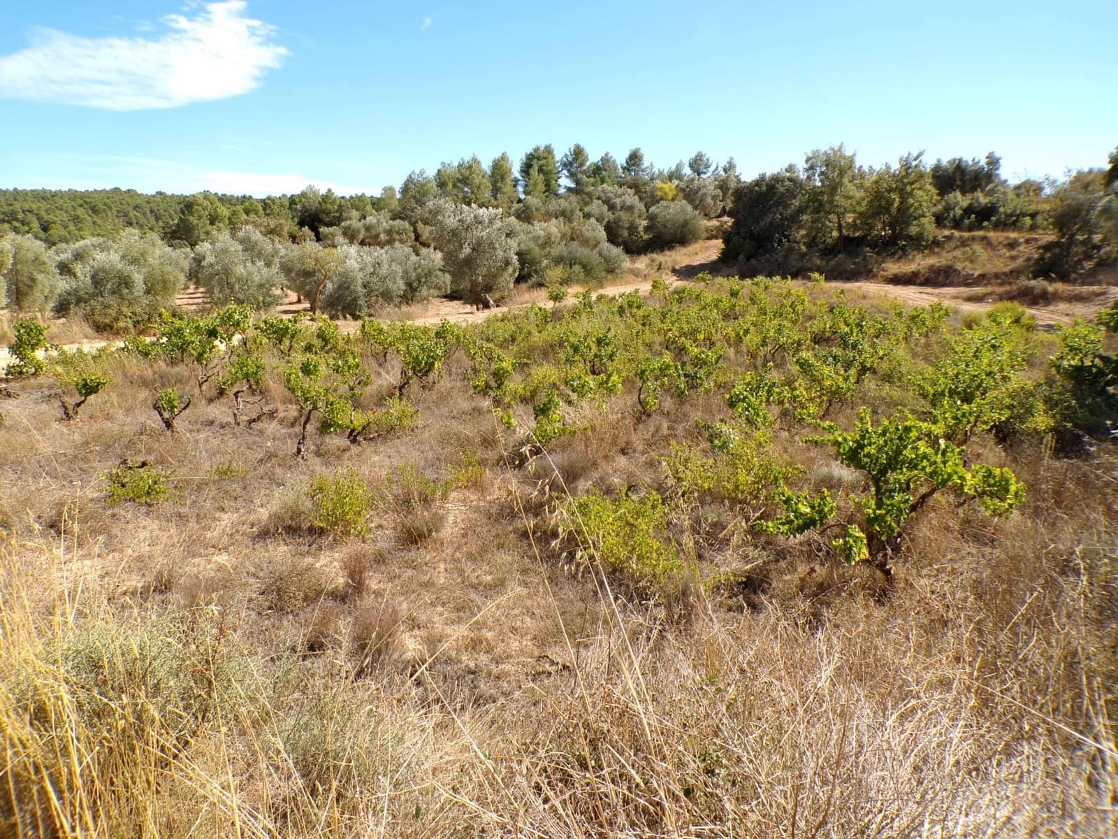 1 soverom Finca/Herregård til salgs i Calaceite - € 19 000 (Ref: 9450439)