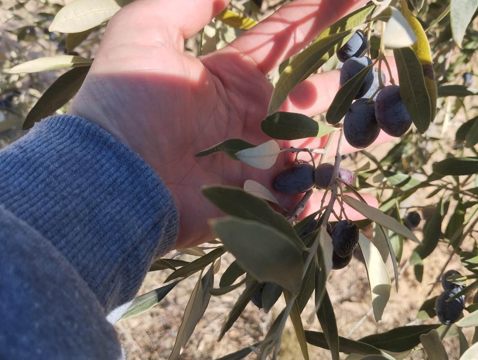 Finca/Casa Rural de 3 habitaciones en Alcañiz en venta - 220.000 € (Ref: 9450440)