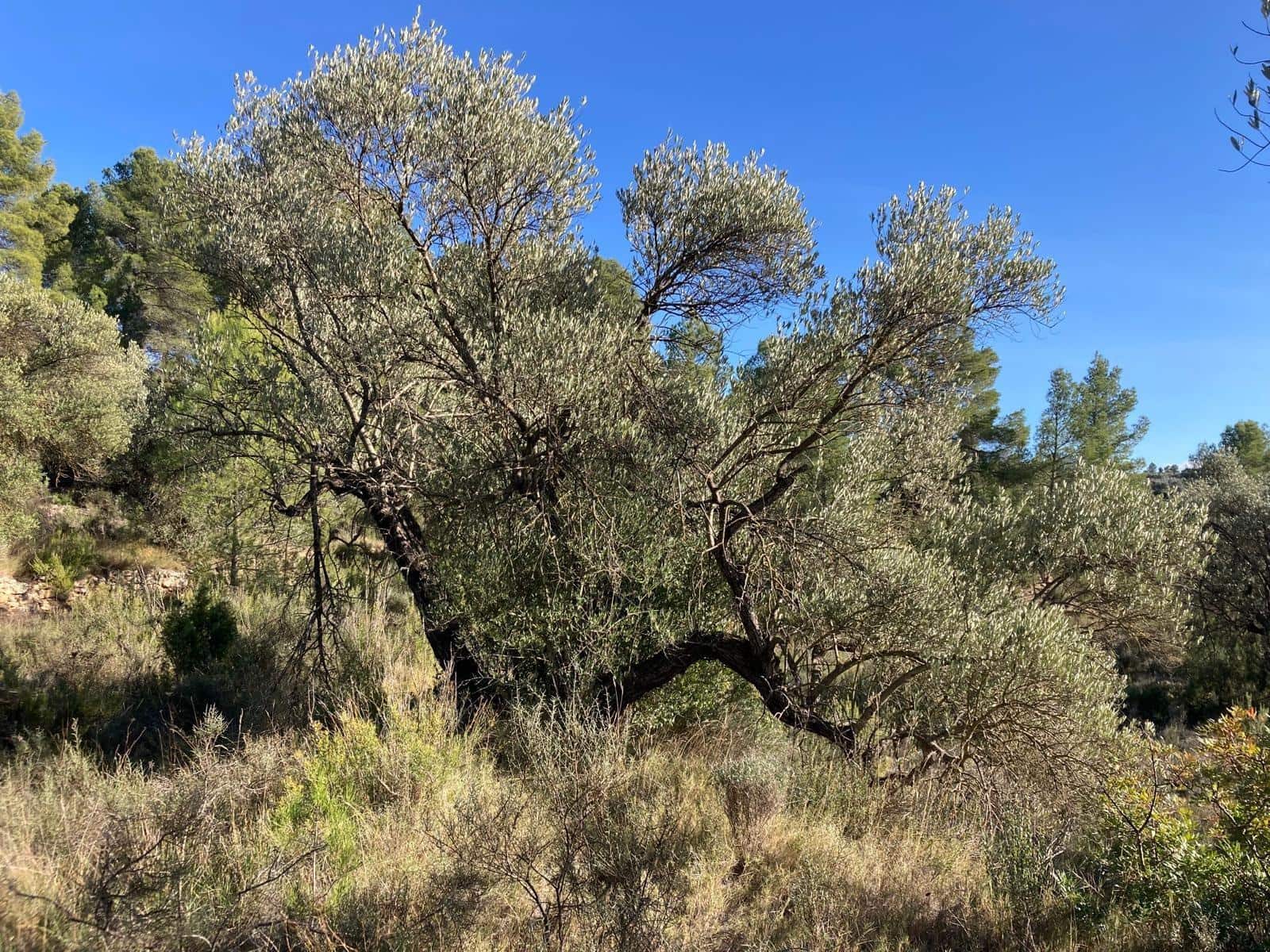 Finca/Casa di Campagna in vendita in Calaceite - 5.200 € (Rif: 9456486)