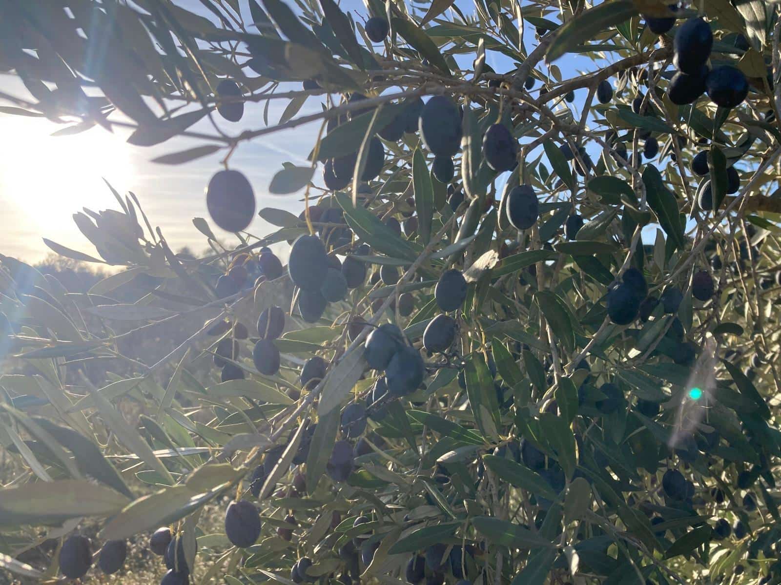 1 bedroom Finca/Country House for sale in Calaceite - € 6,000 (Ref: 9462508)