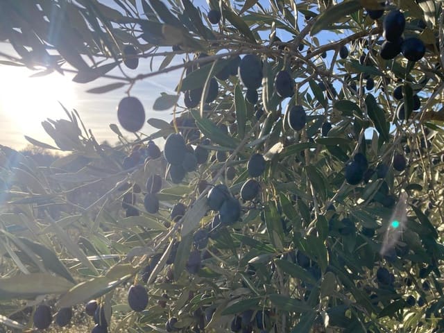 1 bedroom Finca/Country House for sale in Calaceite - € 6,000 (Ref: 9462508)