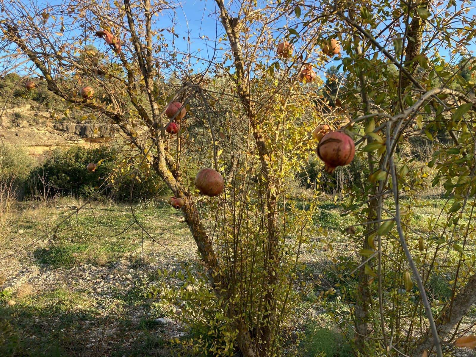 1 bedroom Finca/Country House for sale in Calaceite - € 6,000 (Ref: 9462508)