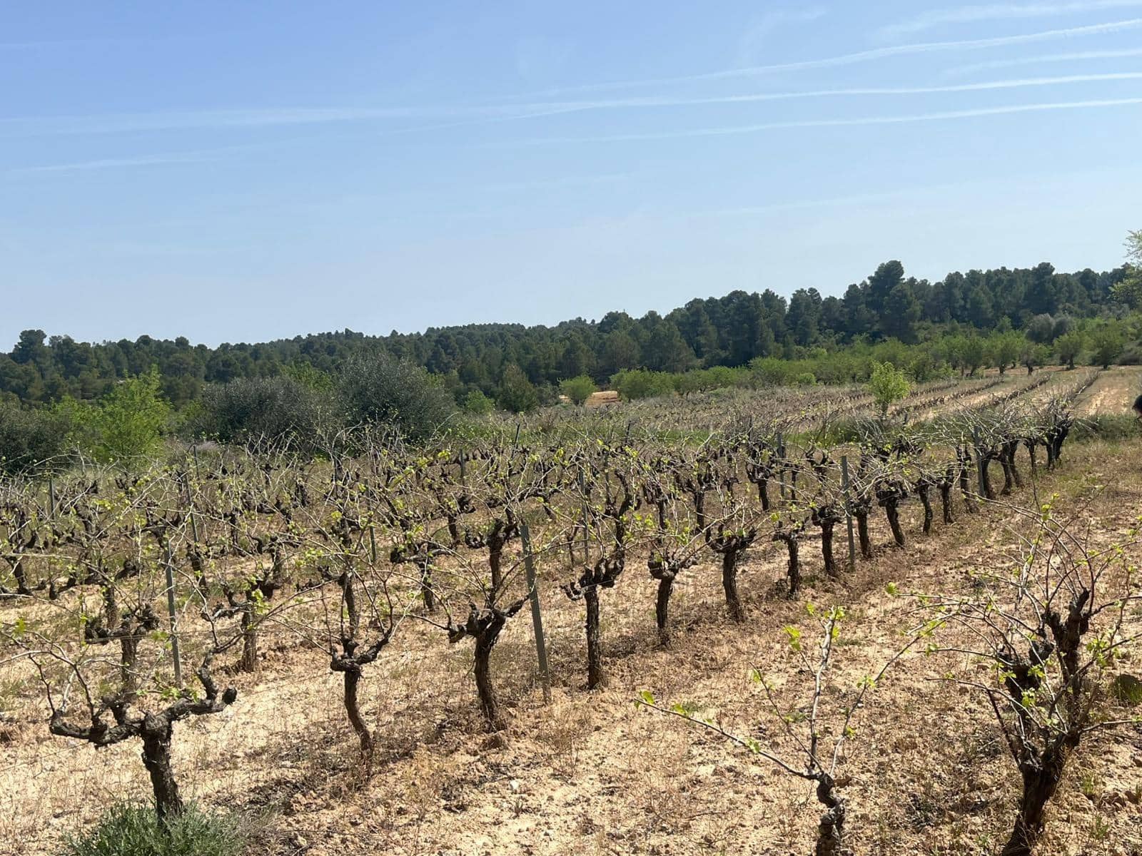 1 soverom Finca/Herregård til salgs i Calaceite - € 36 500 (Ref: 9773270)