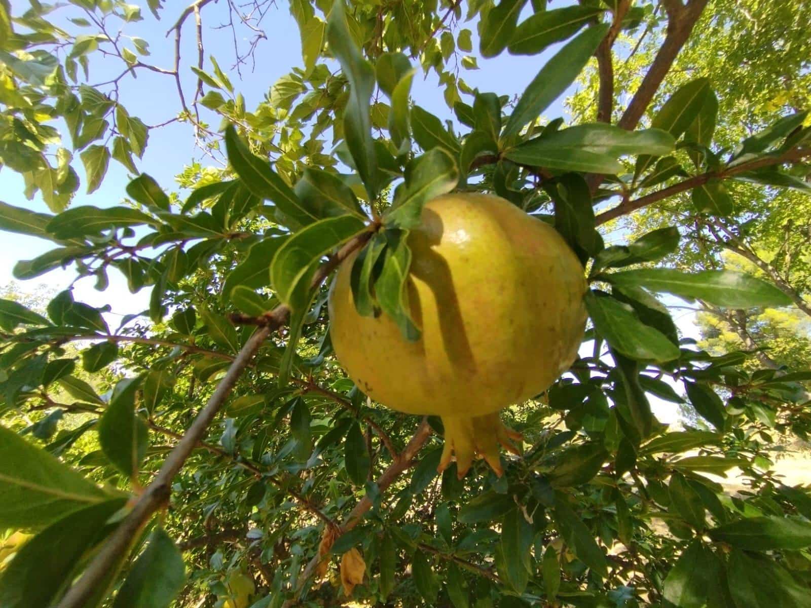 4 bedroom Finca/Country House for sale in Beceite with pool - € 539,000 (Ref: 9806630)