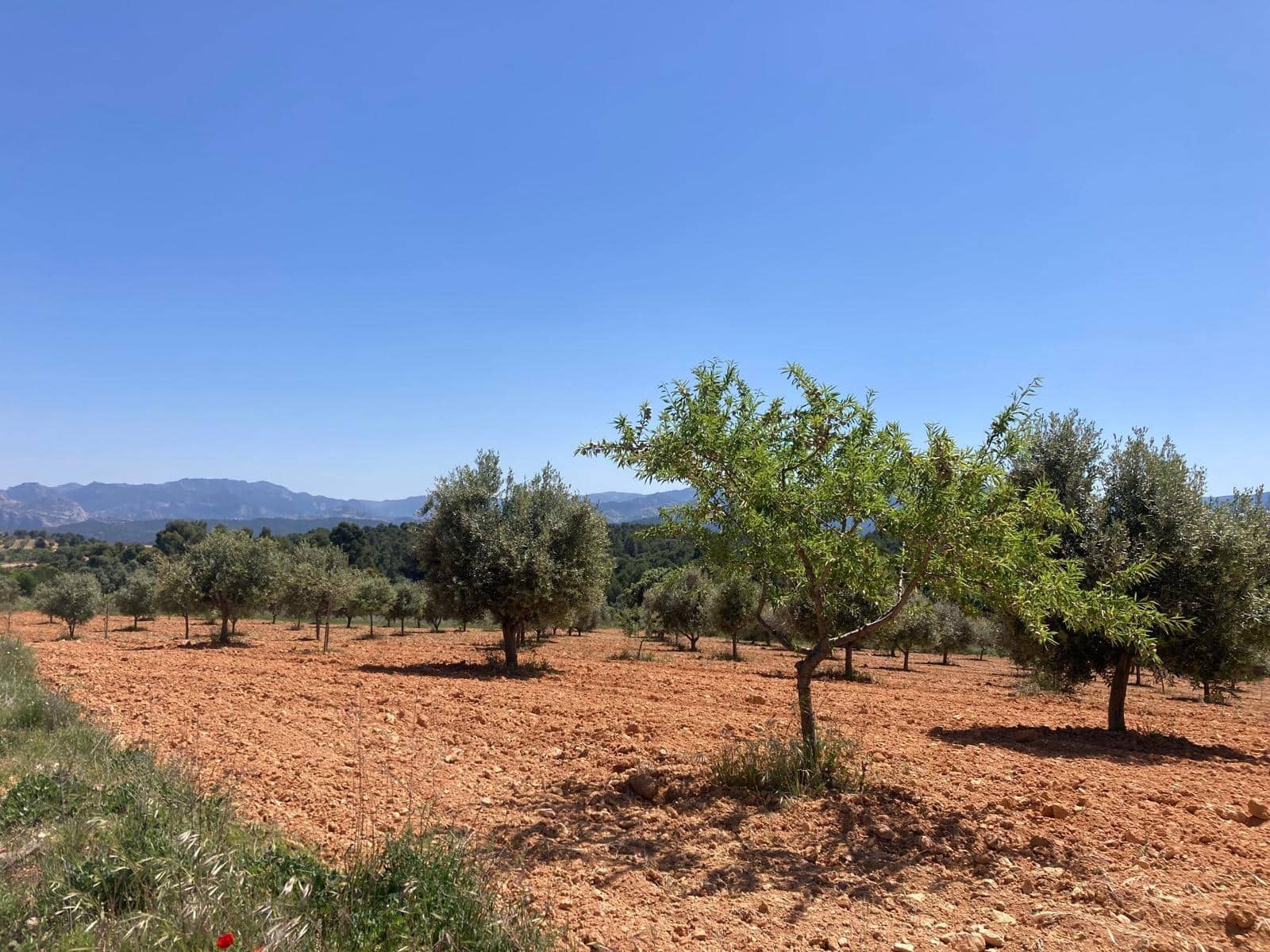 Finca/Landehus til salg i Cretas - € 9.500 (Ref: 9816023)