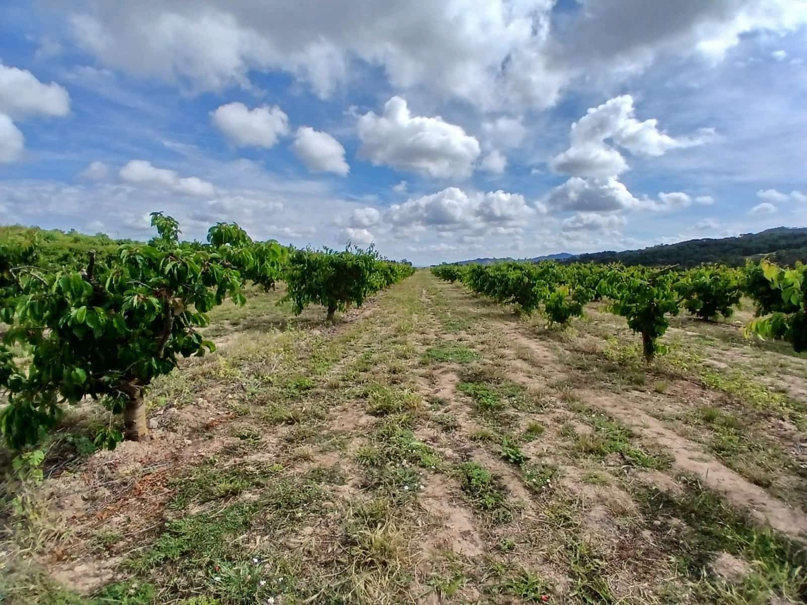 1 slaapkamer Finca/Landhuis te koop in Corbera d'Ebre - € 160.000 (Ref: 9922521)