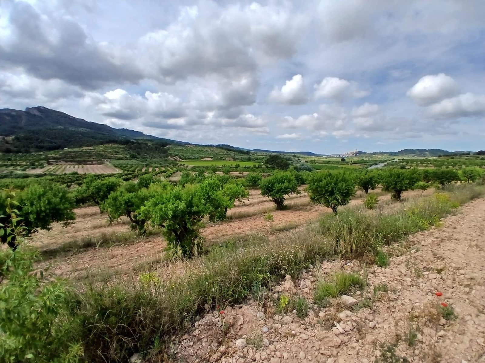 1 slaapkamer Finca/Landhuis te koop in Corbera d'Ebre - € 160.000 (Ref: 9922521)
