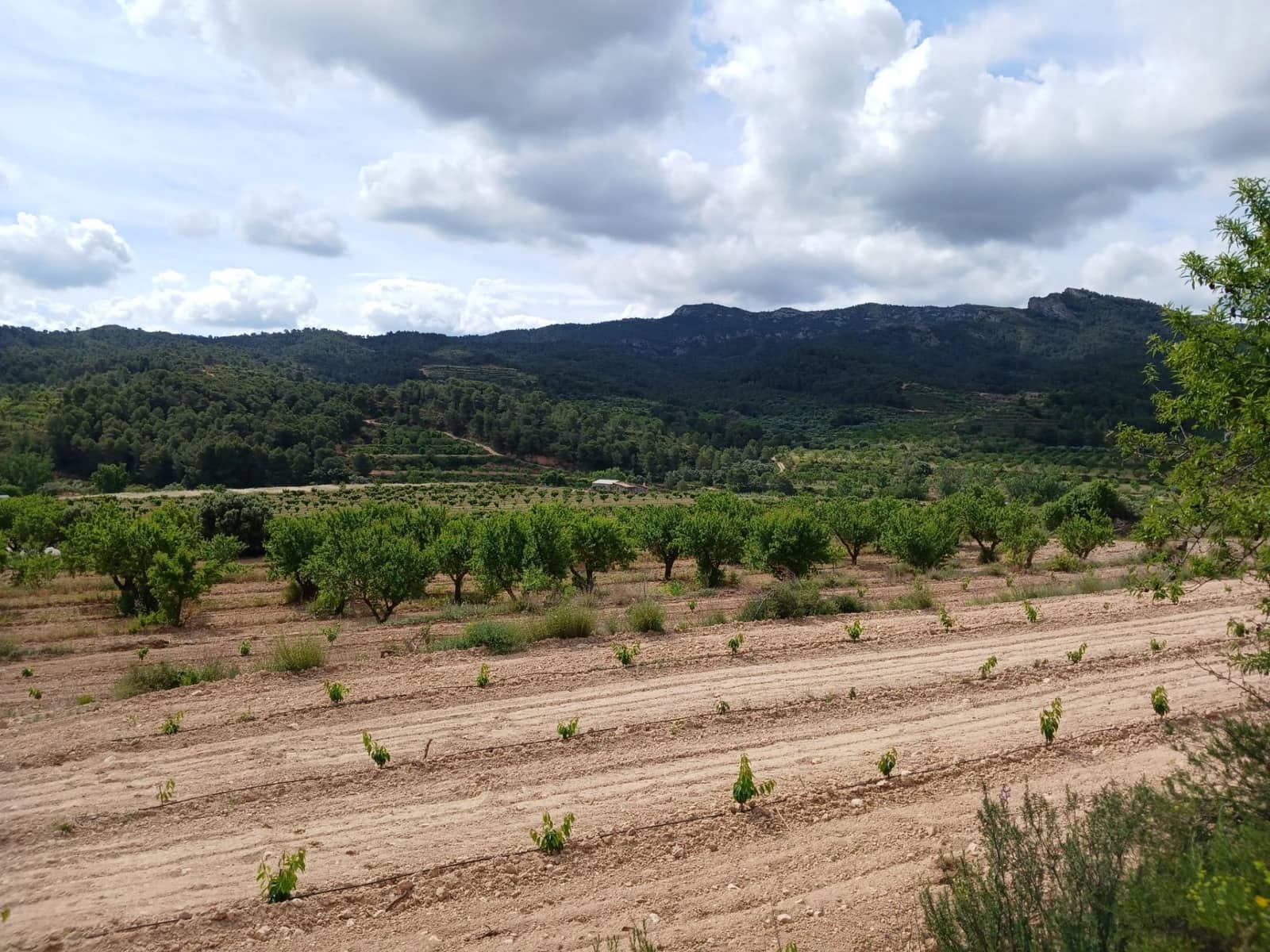 1 slaapkamer Finca/Landhuis te koop in Corbera d'Ebre - € 160.000 (Ref: 9922521)