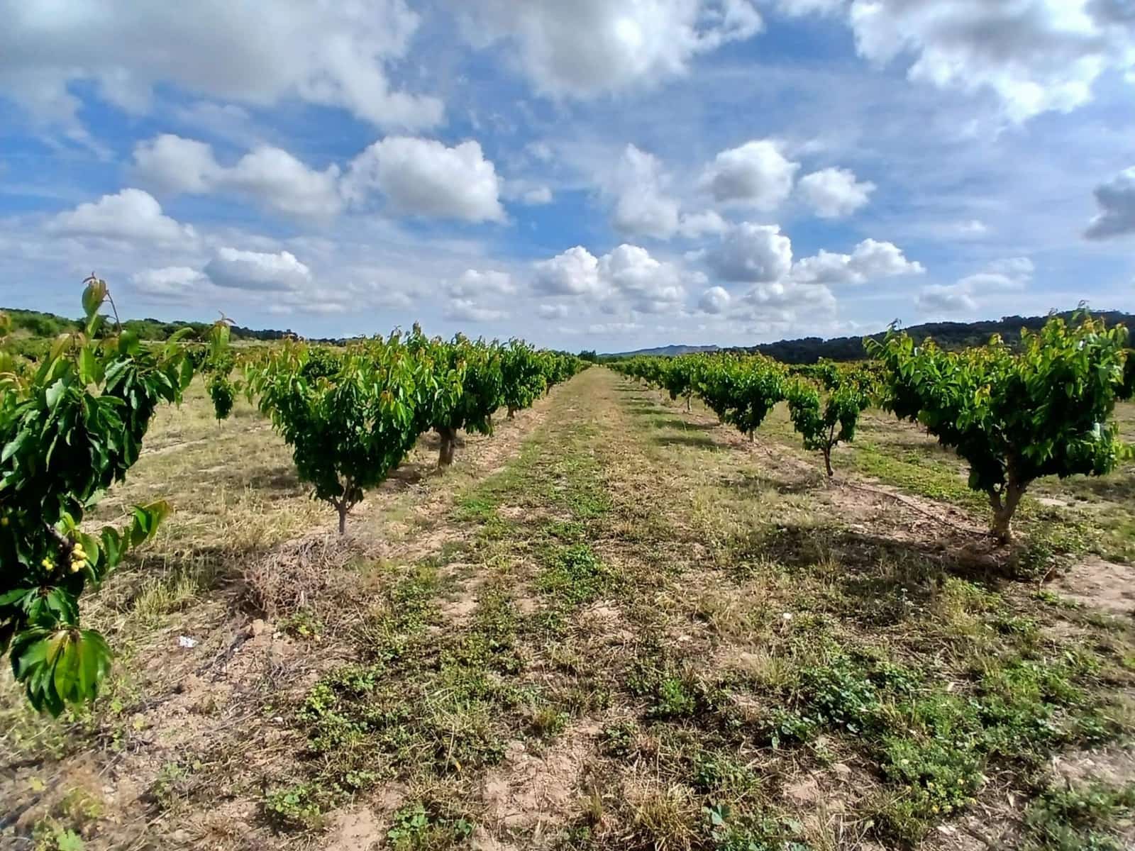 1 slaapkamer Finca/Landhuis te koop in Corbera d'Ebre - € 160.000 (Ref: 9922521)