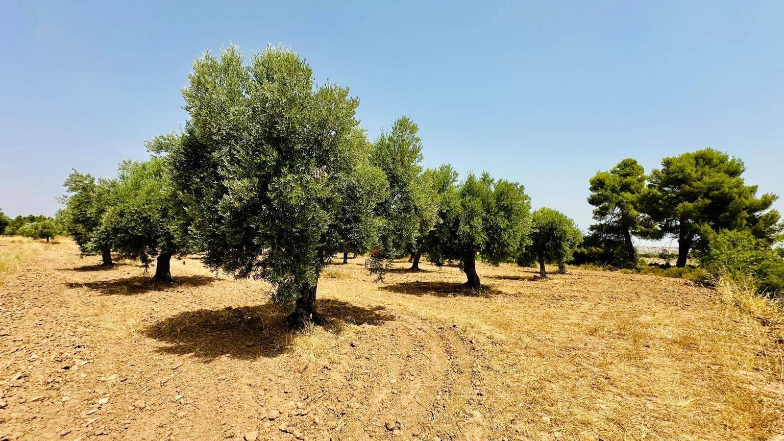 1 soveværelse Finca/Landehus til salg i Cretas - € 52.000 (Ref: 9998927)