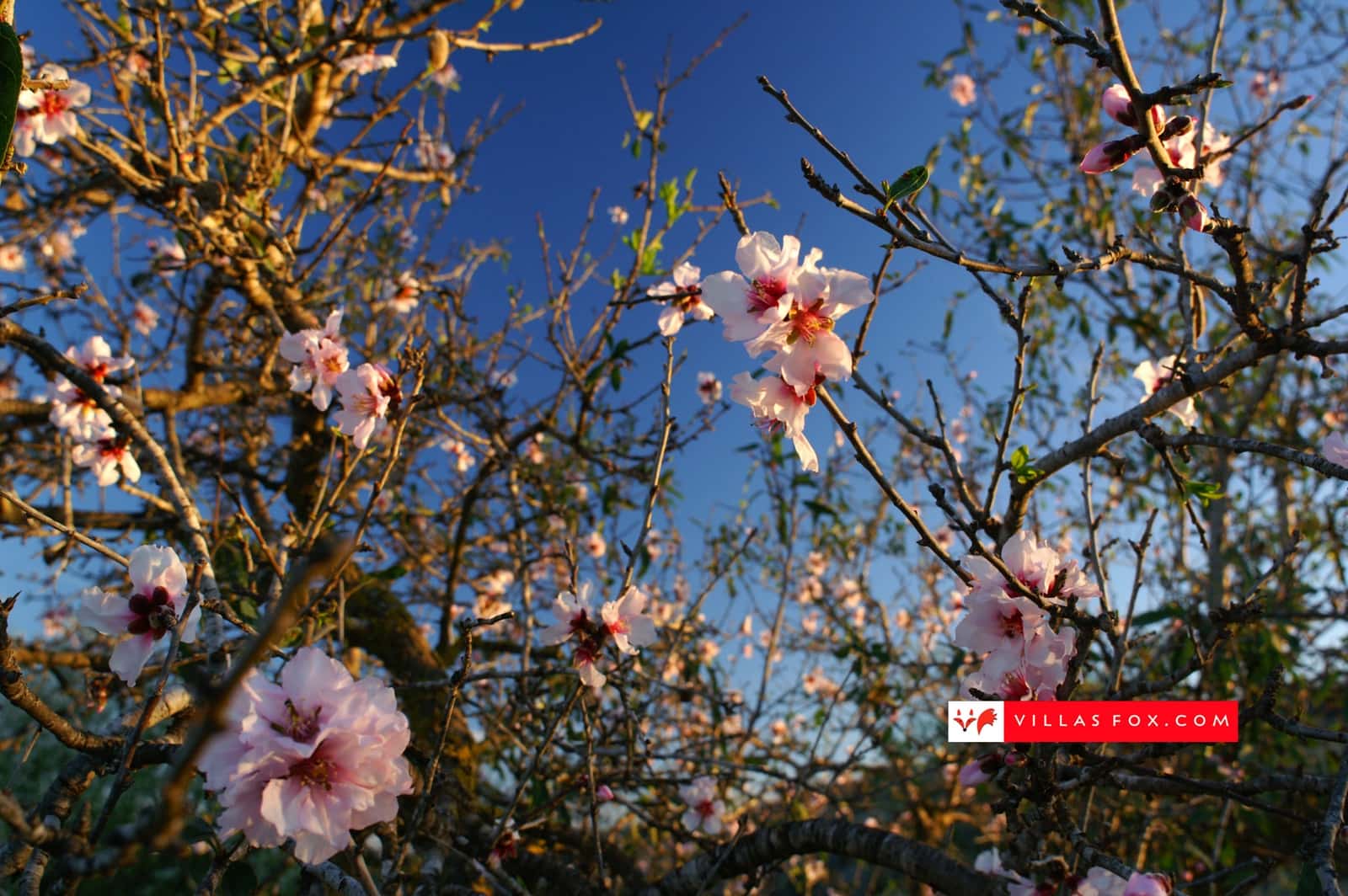 Apartamento de 2 habitaciones en San Miguel de Salinas en venta - 126.000 € (Ref: 8608773)