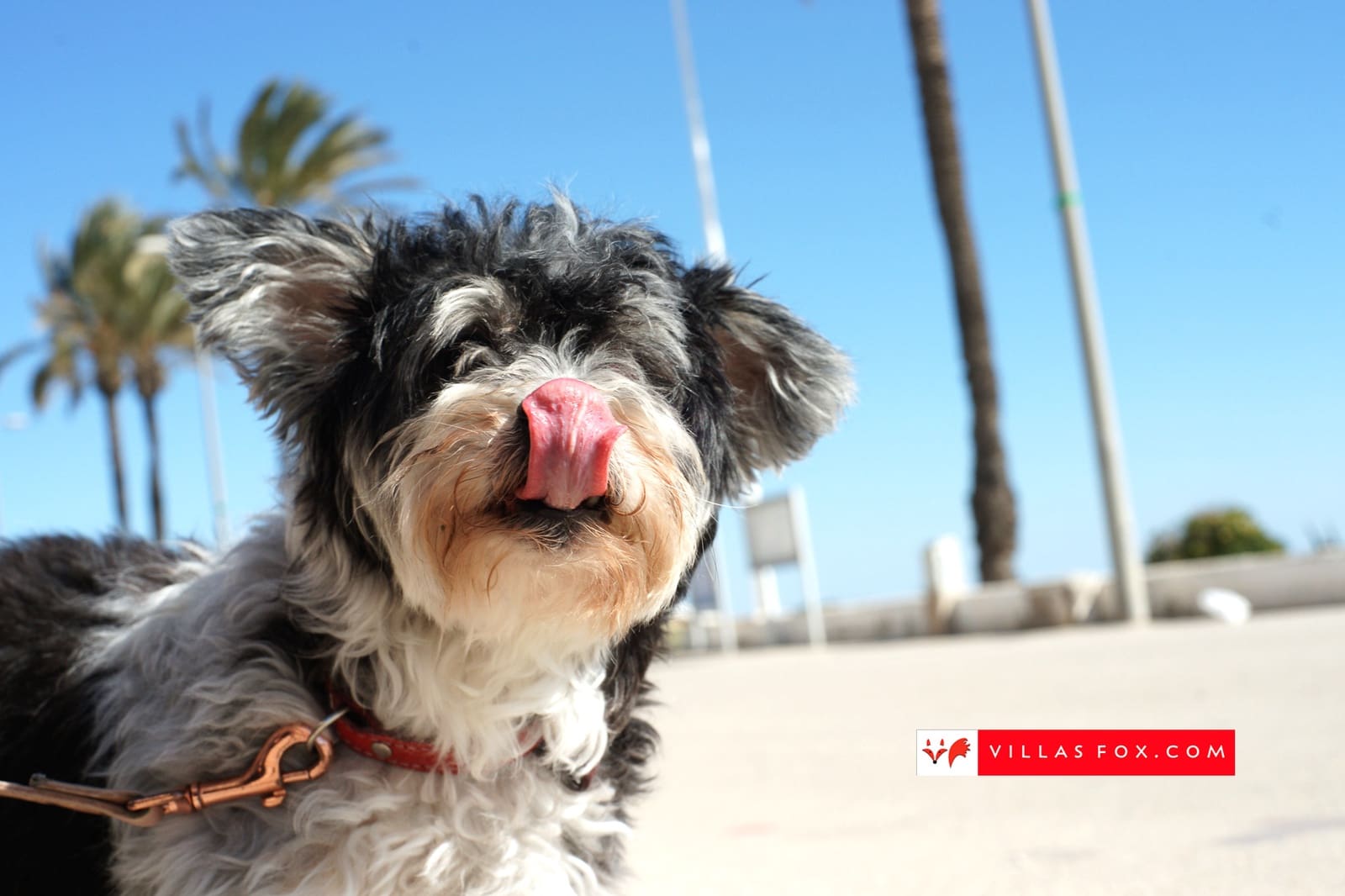 2 sypialnia Apartament na sprzedaż w Orihuela Costa z basenem - 262 000 € (Ref: 8769522)