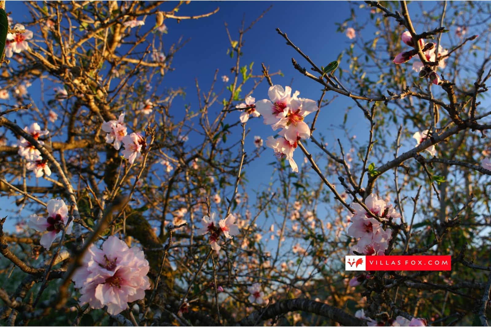 3 bedroom Apartment for sale in Jacarilla with pool - € 129,000 (Ref: 8937478)