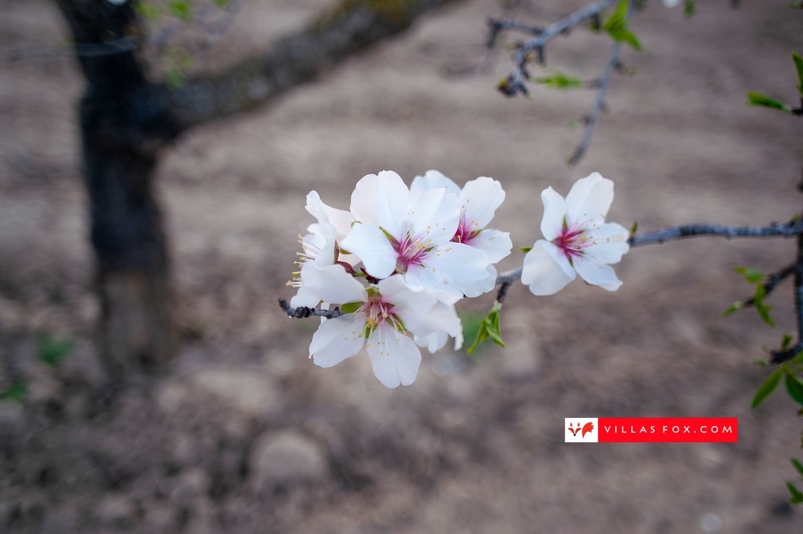 3 Zimmer Villa zu verkaufen in San Miguel de Salinas - 195.000 € (Ref: 9516554)