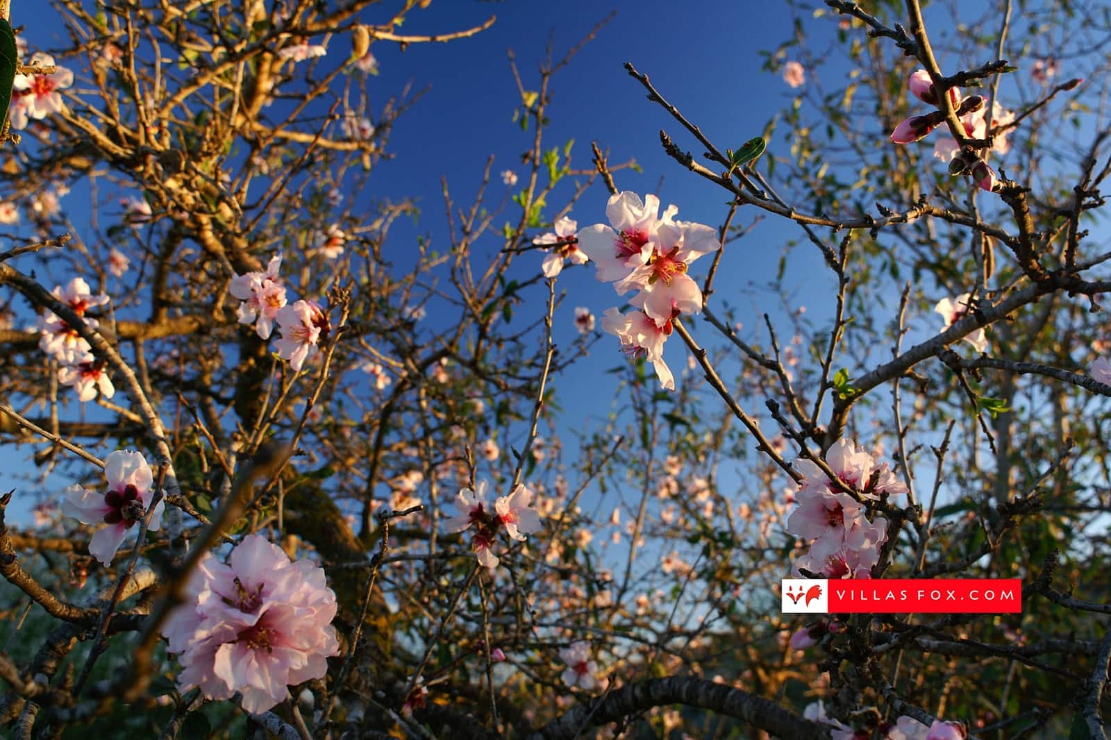 2 Zimmer Apartment zu verkaufen in San Miguel de Salinas mit Pool Garage - 165.000 € (Ref: 9538931)