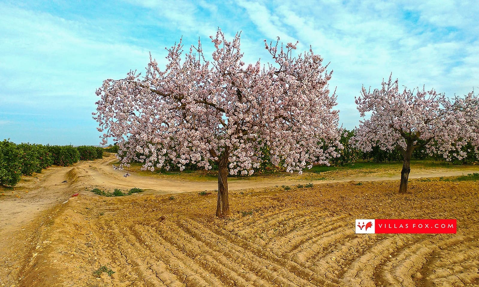 2 Zimmer Apartment zu verkaufen in San Miguel de Salinas mit Pool Garage - 165.000 € (Ref: 9538931)