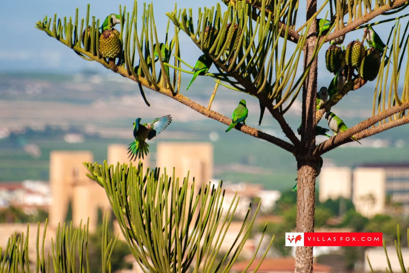 3 quarto Moradia para venda em San Miguel de Salinas com piscina - 395 000 € (Ref: 9564156)