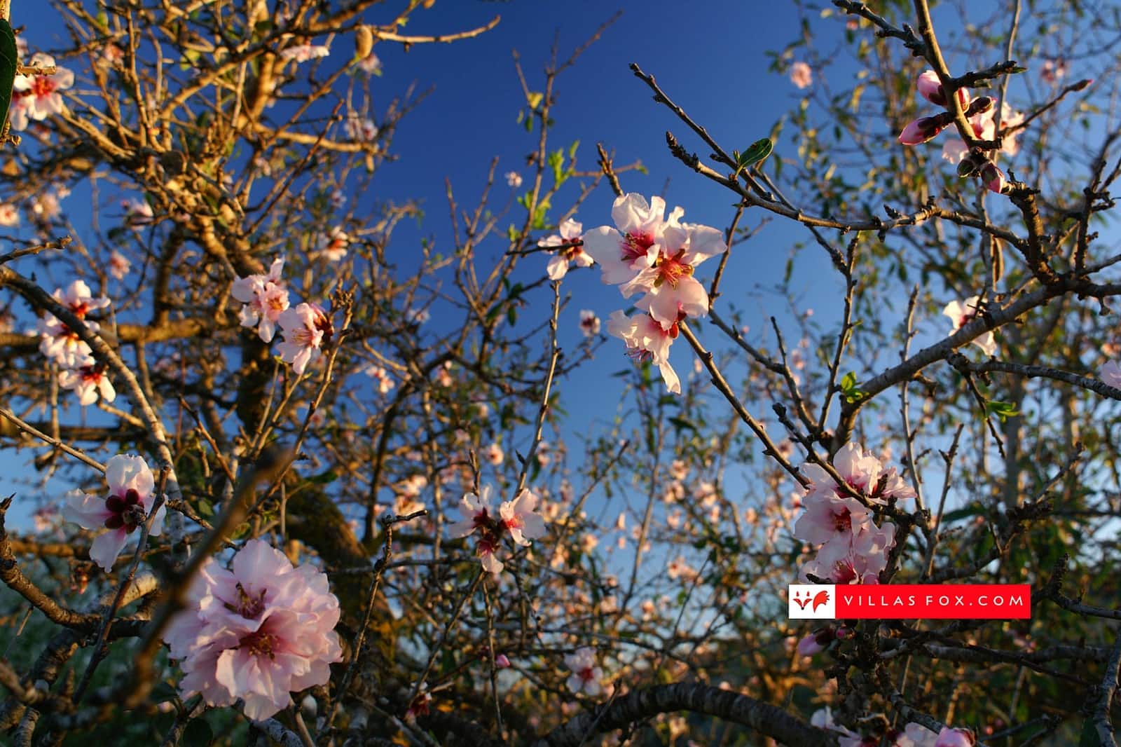 2 camera da letto Appartamento in vendita in San Miguel de Salinas con piscina - 220.000 € (Rif: 9685723)