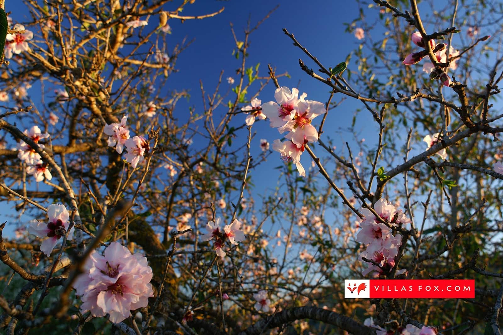 2 slaapkamer Halfvrijstaande villa te koop in San Miguel de Salinas met zwembad - € 190.000 (Ref: 9736187)